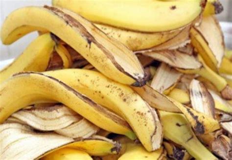 ne jetez plus les peaux de bananes voici 12 façons intelligentes de les utiliser jardin et