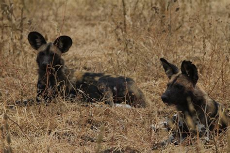 It's also known for the comfort food that many of the restaurants in the area serve. Wild Dogs Return to Manyara Ranch | African Wildlife ...