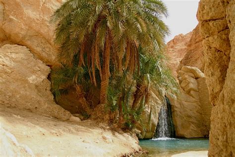 Chebika Oasis Sahara Tunisia Oasis Tunisia Desert Oasis