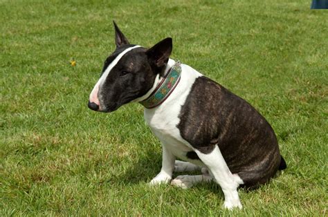 Bull Terrier Dog Breed Information Pictures And More