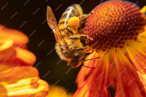 Premium Photo Honey Bee Covered With Yellow Pollen Drink Nectar