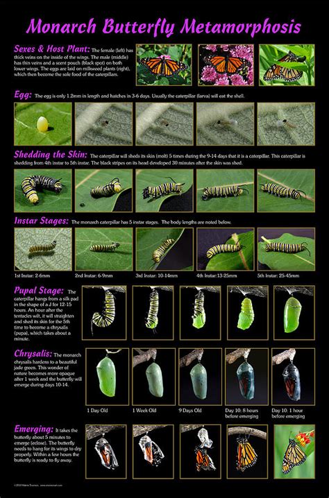 Monarch Butterfly Metamorphosis Chart Photograph By Valerie Evanson Pixels Merch