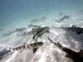 Snorkeling with La Jolla Leopard Sharks: Everything You Need to Know
