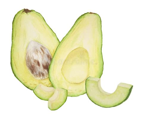 Avocado Halves And Pieces Watercolor Hand Drawn Realistic Illustration