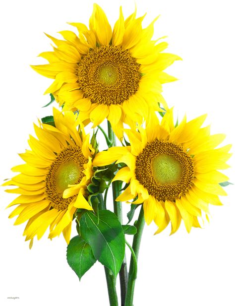 Sunflower Transparent Png Png Play