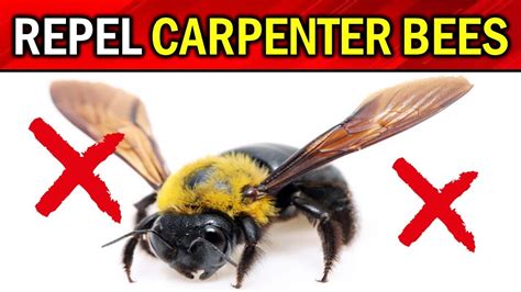 How To Get Rid Of Carpenter Bees Naturally 8 Easy Ways To Eradicate