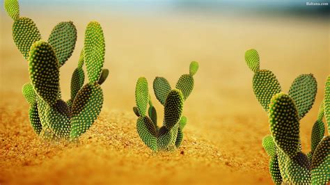 Cactus Desktop Wallpapers On Wallpaperdog