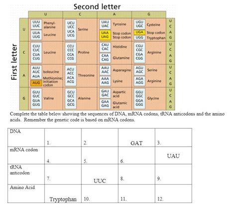 Complete The Table Below Showing The Sequences Of Dna Mrna Codons Trna Anticodons And The