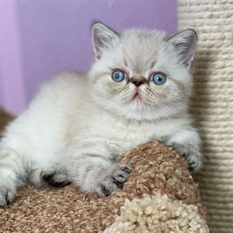 Persian Cat For Sale Persian Kittens For Sale Buy White Persian