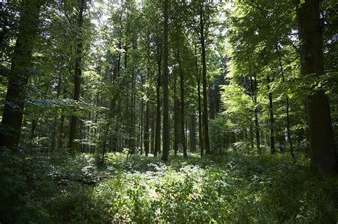 VILD MAD : Deciduous Forests