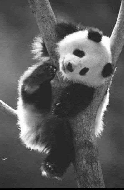 Panda Cute Creatures Beautiful Creatures Animals Beautiful