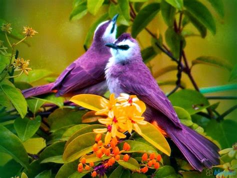 World Top 10 Most Beautiful Birds ~ Reflection Of Creative