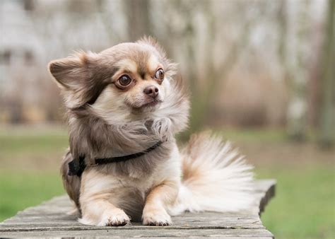 Cómo Cuidar A Un Chihuahua De Pelo Largo Chihuahua