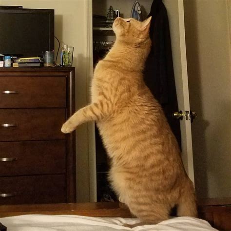 30 Amazing Cats Standing Up Check More At Amazinganimalphotos