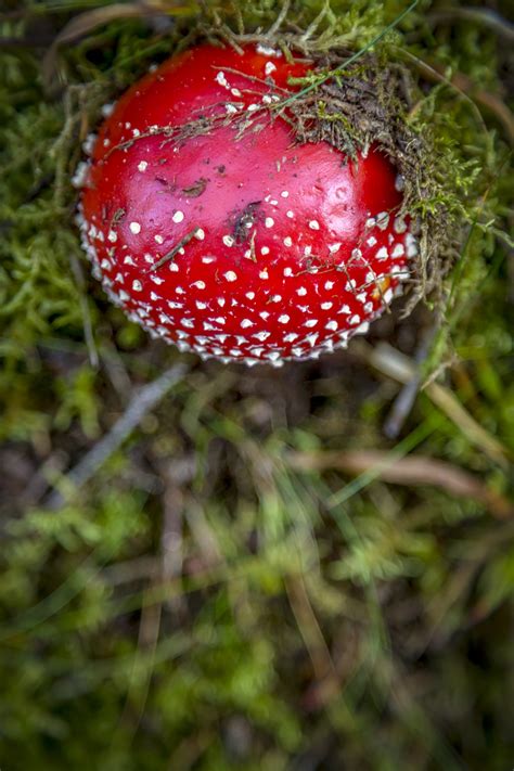 Fly Agaric Free Stock Photo - Public Domain Pictures
