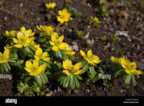 Blooming Yellow Winter Aconite Eranthis Hyemalis Flowers In Early