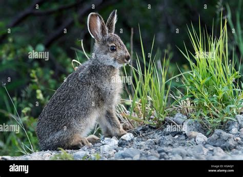 Arctic Hare Baby Hi Res Stock Photography And Images Alamy