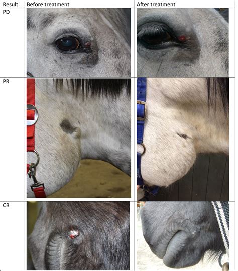 Treatment Of Equine Sarcoids Using Recombinant Poxviruses Expressing