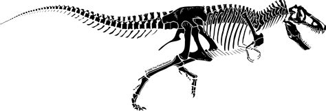 Fosil De Dinosaurio Rex Para Dibujar Peepsburghcom