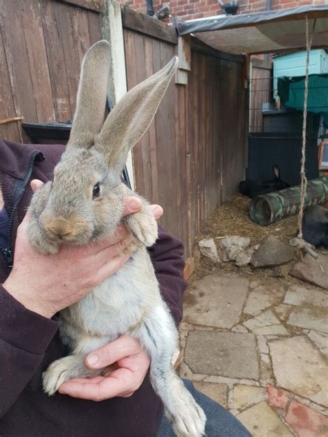 Pure Breed Continental Giant Rabbits Ready To Leave Now In Ilkeston