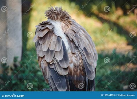 Close Up Face Looks Vulture Bird Of Prey Scavenger Closeup Stock Image