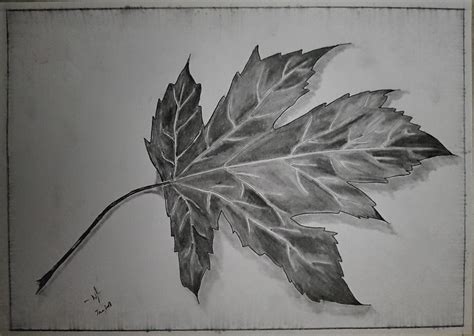Leaf 3d Effect Pencil Sketch Leaves Sketch Sketches Pencil Sketch