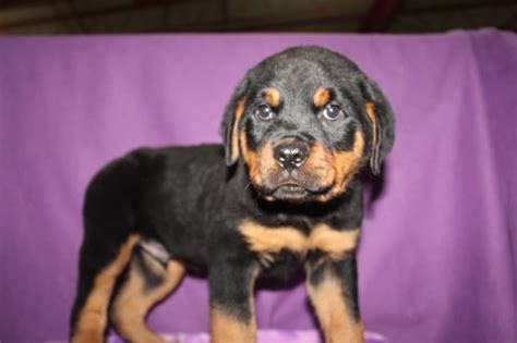 Darbee had been in freezing conditions with little food so she was in. Adorable Rottweiler Puppy! - Yelp