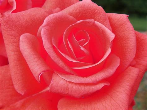 We did not find results for: Rose Wallpaper Hd Tumblr For Walls for Mobile Phone ...