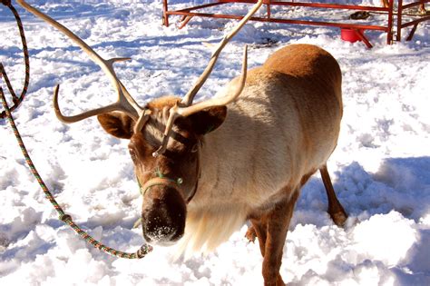 Usda Clears Santas Reindeer To Enter The Us Modern Farmer