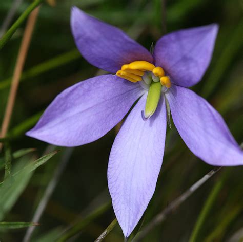 25 Beautiful Australian Wildflowers The Philipendium Medium