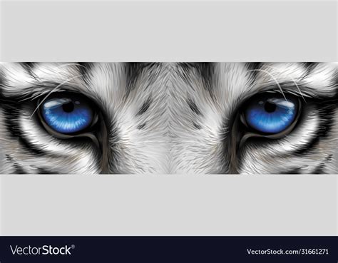 Big Eyes Blue Eyes A White Tiger Close Up Vector Image