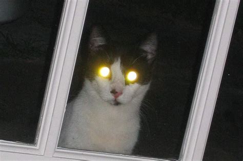 Why Do Cats Eyes Glow At Night A Moment Of Science Indiana Public