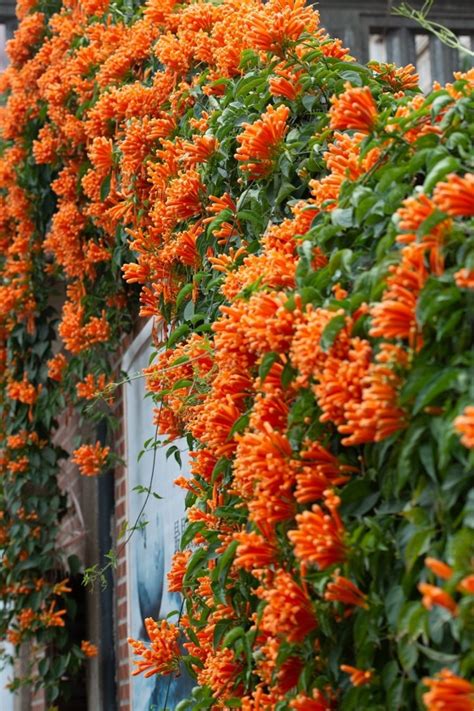 Fast Growing Plants To Cover Fence 15 Of The Best Fast Growing