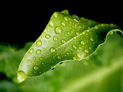 Wallpaper Water Green Dew Leaf Drop Drops Close Up Macro