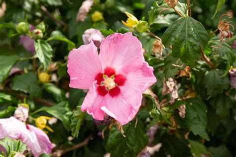 How To Grow And Care For Perfect Storm Hibiscus