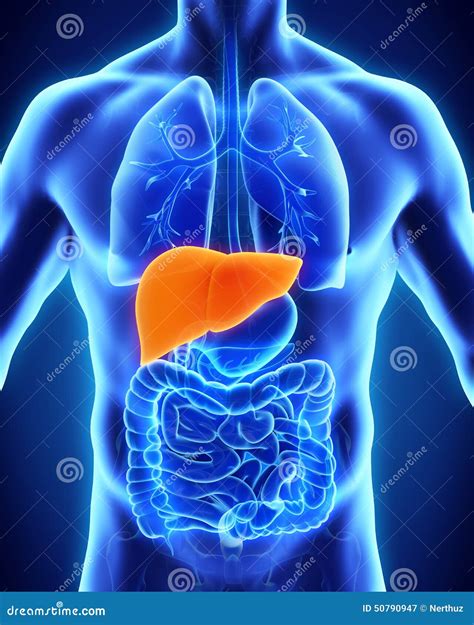 Liver In The Human Body