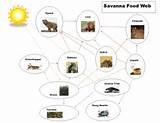 Termite Food Chain Photos