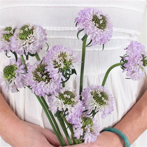 Lavender Scabiosa Flower Diy Wedding Flowers Flower Moxie