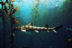 Interesting Facts: The Leopard Sharks of La Jolla Cove