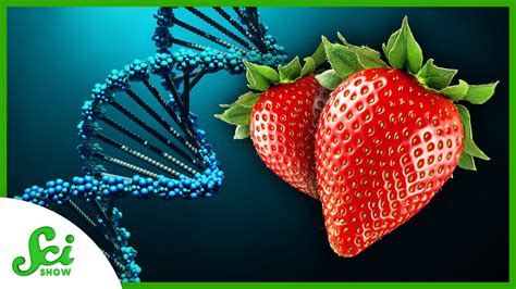 Why Do Strawberries Have Eight Copies Of Their Genes Youtube