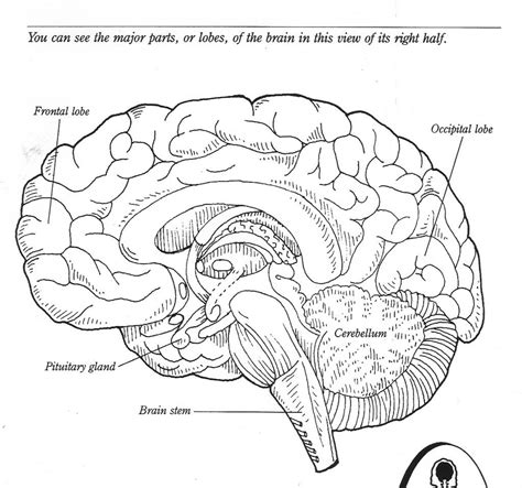 Label The Brain Worksheet