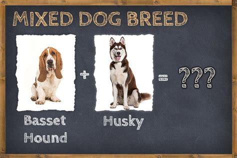 Basset Hound Husky Mix Bassky Info Pictures And Facts Zooawesome