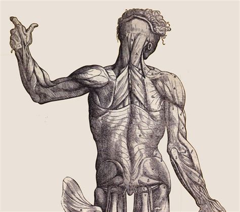 View, isolate, and learn human anatomy structures with zygote body. Rigging Asylum: back muscles