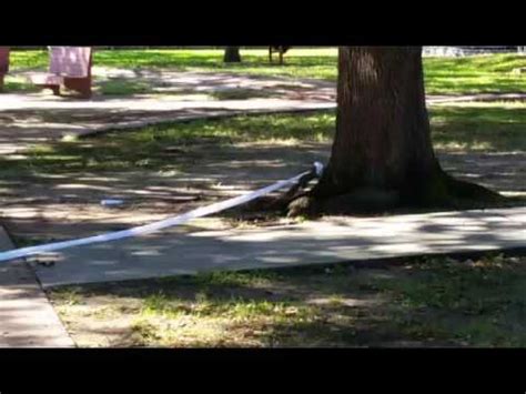 Squirrels Stealing Toilet Paper From Park Restroom Youtube