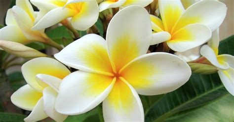 Nama lokal bunga terompet emas nama daerah tanamn ini adalah lame areuy (sunda), alamanda (jawa). Mengenal Hewan dan Tumbuhan: Nama Ilmiah Kemboja atau Kamboja
