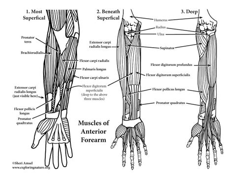 Muscles Of The Arm And Forearm Anterior Advanced