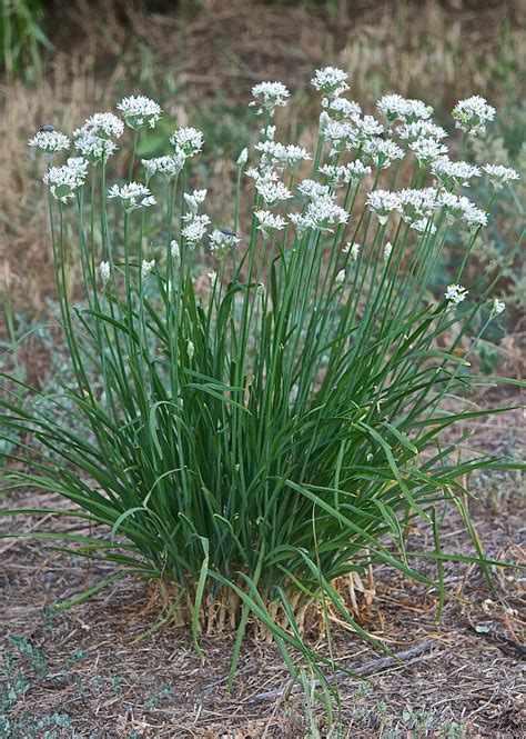 Wild Onion Allium Textile Plants And Animals Of Northeast Colorado