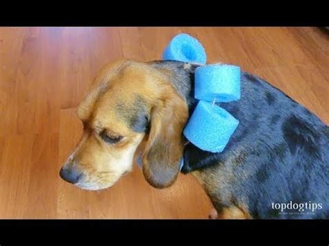 Thankfully, my rottie, did well with his homemade dog cone alternative; How to Make a Dog Cone - Cheap and Easy DIY Guide - YouTube