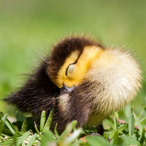 Baby Duck Sleeping Photograph By Stephanie Hayes Pixels