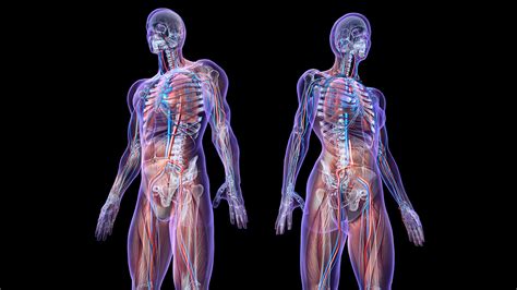 Pictures of where organs are in the body top 10 most important human body organs. Interstitium: Scientists say they've discovered a new ...
